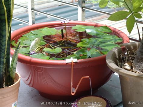 蓮花盆栽養魚